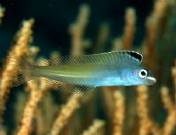 Plagiotremus townsendi (couldn't find the normal name) ta... by Nikki Van Veelen 